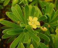 Suriana maritima