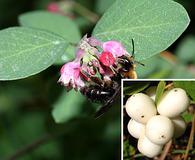 Symphoricarpos albus