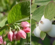 Symphoricarpos hesperius