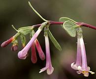 Symphoricarpos longiflorus