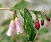 Symphoricarpos rotundifolius