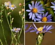 Symphyotrichum adnatum