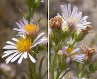 Symphyotrichum bracteolatum