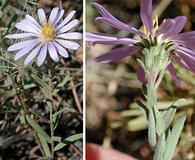 Symphyotrichum campestre