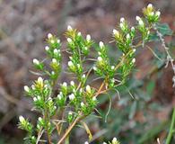 Symphyotrichum ciliatum