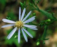 Symphyotrichum ciliolatum