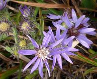 Symphyotrichum concolor