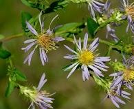 Symphyotrichum elliottii