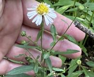 Symphyotrichum eulae