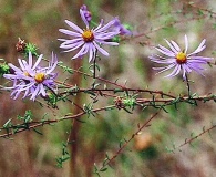 Symphyotrichum grandiflorum