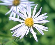 Symphyotrichum hendersonii