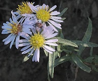 Symphyotrichum lanceolatum