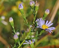 Symphyotrichum lentum