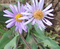 Symphyotrichum molle