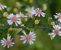 Symphyotrichum ontarionis