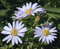 Symphyotrichum praealtum