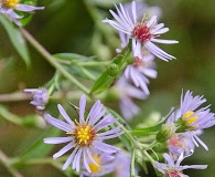 Symphyotrichum puniceum