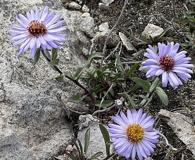 Symphyotrichum pygmaeum