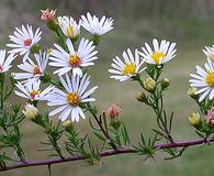 Symphyotrichum racemosum