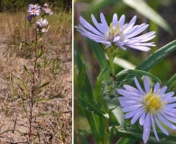 Symphyotrichum robynsianum