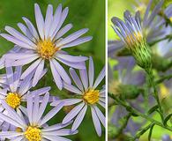 Symphyotrichum shortii