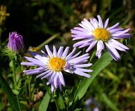 Symphyotrichum spathulatum