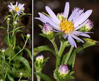 Symphyotrichum subspicatum