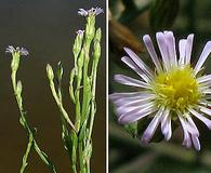 Symphyotrichum subulatum