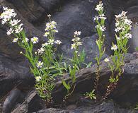 Symphyotrichum tradescantii