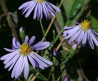 Symphyotrichum turbinellum