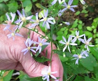 Symphyotrichum undulatum