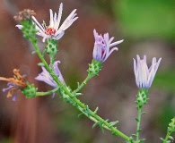 Symphyotrichum walteri