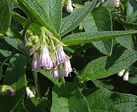 Symphytum officinale