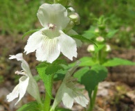 Synandra hispidula