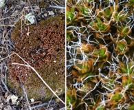 Syntrichia caninervis