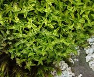 Syntrichia norvegica