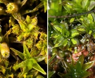 Syntrichia papillosa