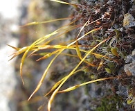 Syntrichia princeps