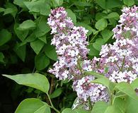 Syringa vulgaris