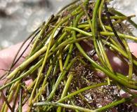 Syringodium filiforme