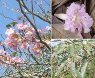 Tabebuia rosea