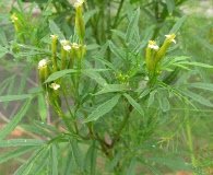 Tagetes minuta