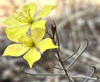 Talinum polygaloides