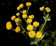 Tanacetum balsamita