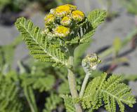 Tanacetum bipinnatum