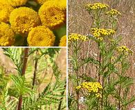 Tanacetum vulgare