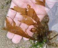 Taonia lennebackerae