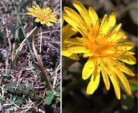 Taraxacum alaskanum