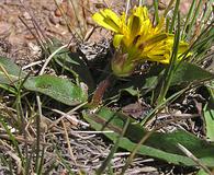 Taraxacum ceratophorum