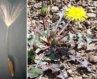 Taraxacum erythrospermum